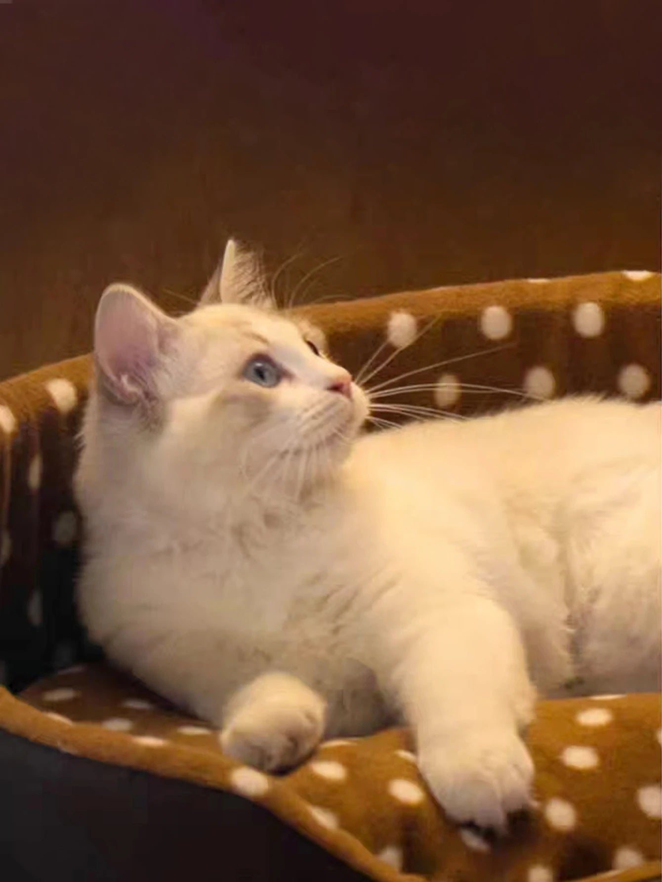 Cats Bed – Pet Furniture & Habitat Sofa for Cozy Cat Homes