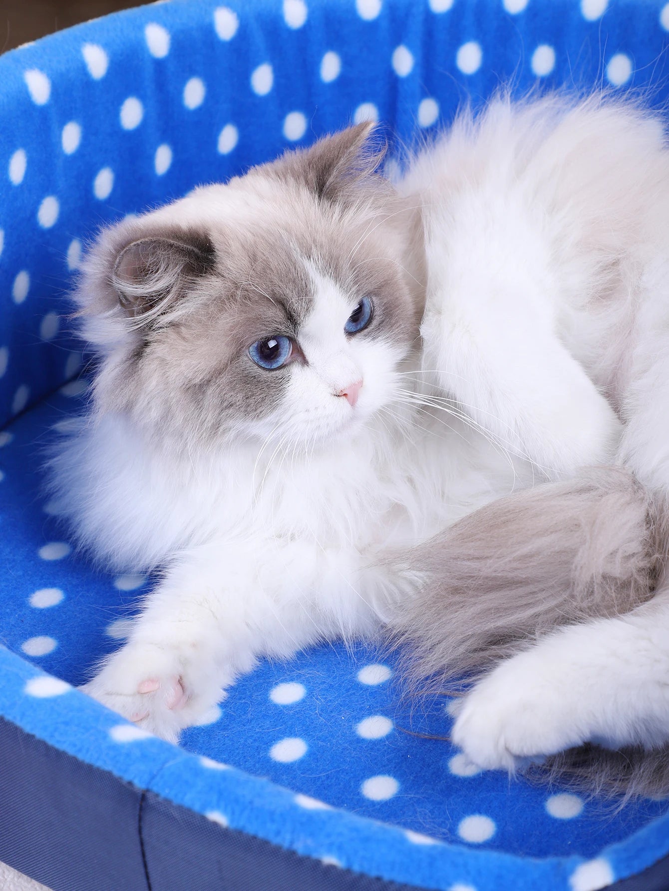Cats Bed – Pet Furniture & Habitat Sofa for Cozy Cat Homes